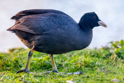 Close-up of a bird