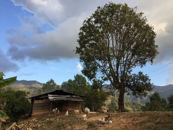 View of a tree in the field