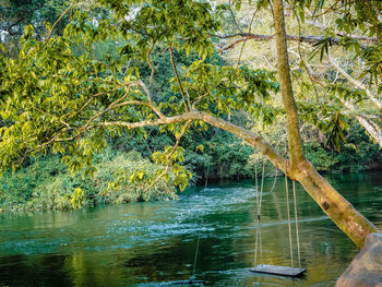 Scenic view of river in forest