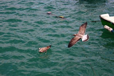 High angle view of seagull flying over sea