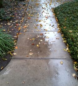 High angle view of leaves on sidewalk