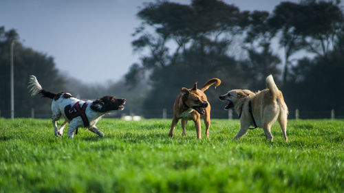 View of dogs running on field