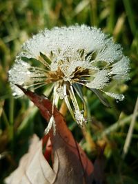 Close-up of hand holding flower