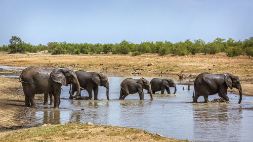 Elephant family at waterhole against clear sky