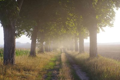 View of trees on landscape