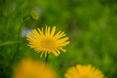 Close-up of yellow flowering plant on field