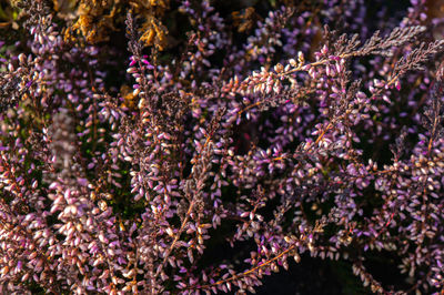 Small pink roses and rose buds blooming on thorn branch. romantic, soft and tender concept.