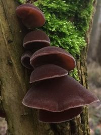 Close-up of fungus growing on tree