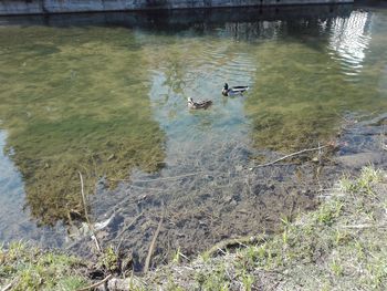 High angle view of ducks swimming in lake