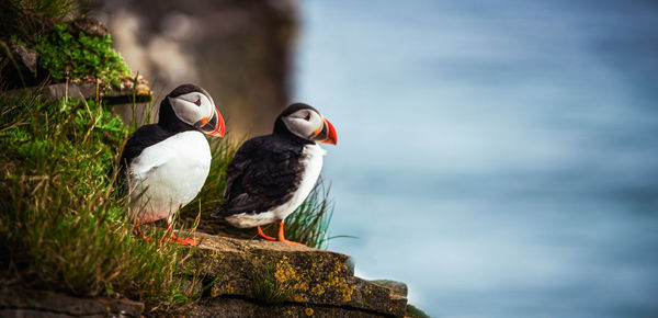 Birds perching on rock