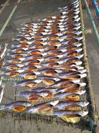 High angle view of fish for sale