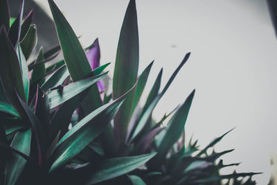 Close-up of succulent plant