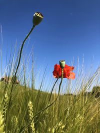 Low angle view of poppy on field against blue sky