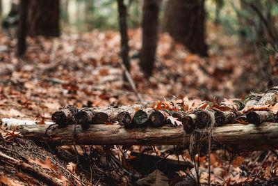 Fallen maple leaves on wooden structure in forest