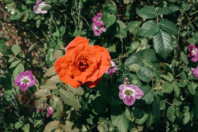 Close-up of pink flowering plants