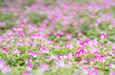 Close-up of pink flowering plants