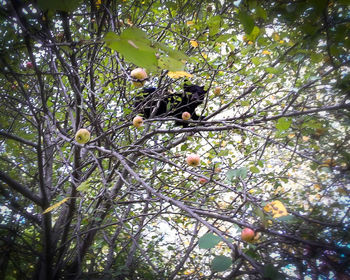 Low angle view of bird perching on tree