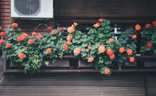 Potted plants outside house