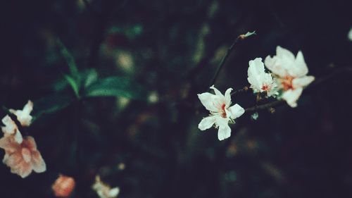 Close-up of white cherry blossoms in spring