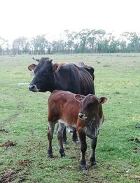 Cows grazing on field