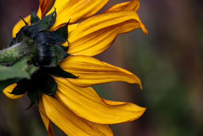 Close-up of sunflower