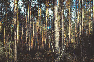 Full frame shot of trees in forest