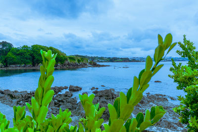 Plants by sea against sky