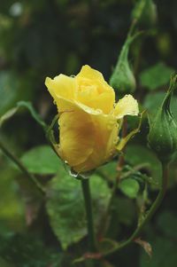 Close-up of yellow rose