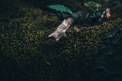 High angle view of plant on field