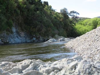 Scenic view of river amidst trees against sky