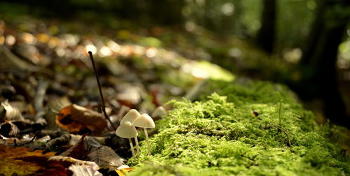 Close-up of mushroom growing on field