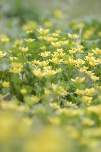 Close-up of yellow flowering plants on field