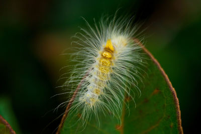 Close-up of caterpillar on plant