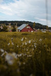 Plants growing on field against sky