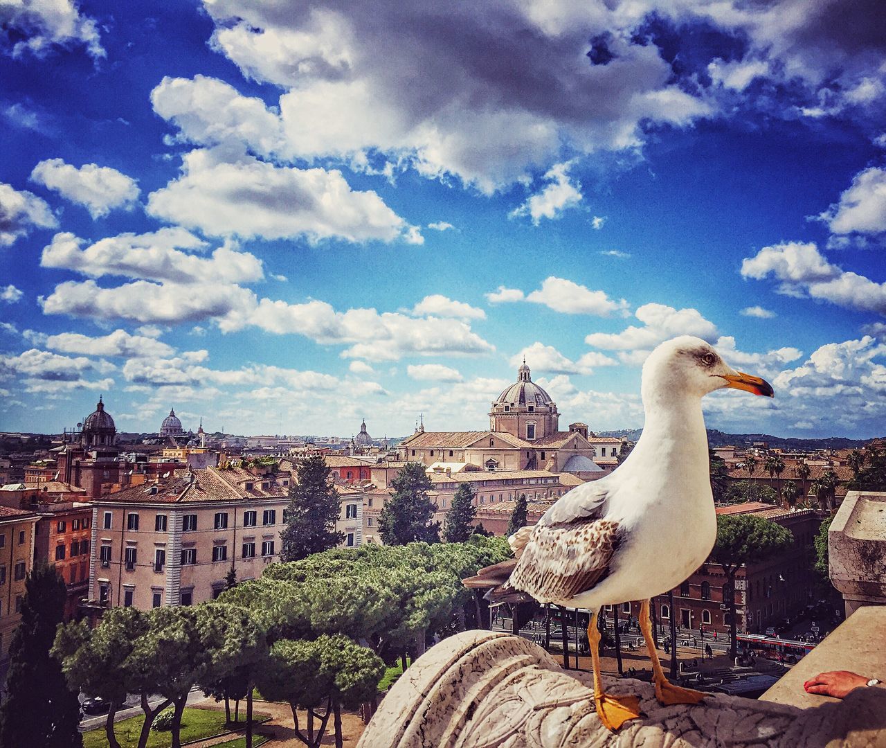 bird, animal themes, sky, animals in the wild, no people, outdoors, day, cloud - sky, perching