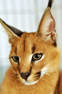 Close-up portrait of a cat