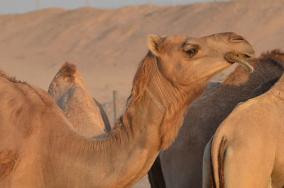 Camels in desert