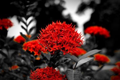 Close-up of red flowering plants