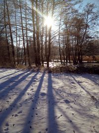 Sun shining through trees