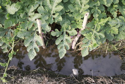 Close-up of snake on field