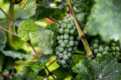 Vineyard in kaub in germany