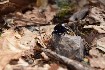 Close-up of insect