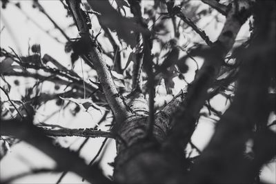 Close-up of leaves against blurred background