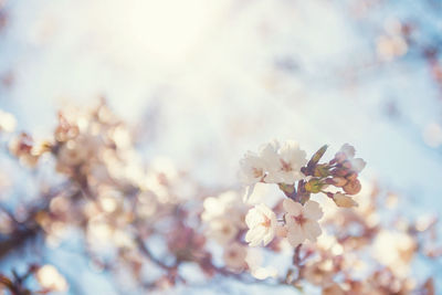 Close-up of cherry blossom tree