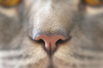 Close-up of cat