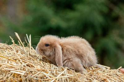 Fluffy fox rabbit sits on golden hay