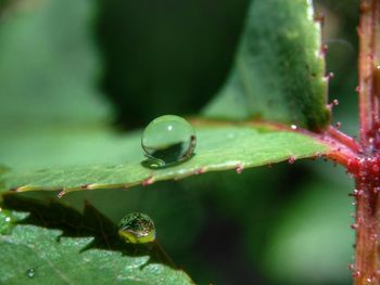 Close-up of insect on plant