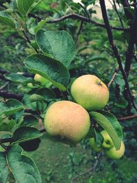 Close-up of fruits growing on tree