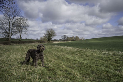 Dog in a field