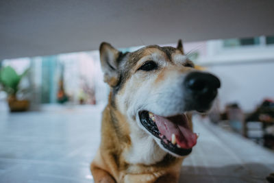 Close-up of dog looking away at home